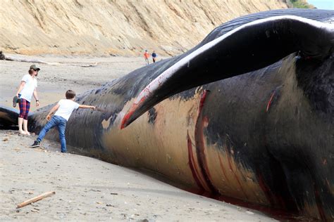 blue whale dead on beach